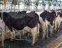 Farma mliječnih krava u brojkama: relevantnost, profitabilnost, izgledi Poslovni plan za farmu stoke
