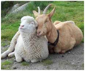 Granja de ovejas: híbridos y quimeras Una mezcla de ovejas y cabras