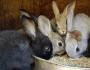 Grundprinzipien der Kaninchenpflege