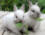 ¿Es rentable criar conejos?