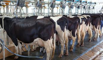 Milchviehbetrieb in Zahlen: Relevanz, Rentabilität, Perspektiven Geschäftsplan für einen Tierhaltungsbetrieb