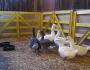 Is breeding geese profitable as a business?