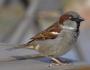 Señales nacionales sobre pájaros: ¿de qué advierten los mensajeros emplumados?