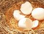 Warum picken Hühner ihre Eier und wie entwöhnt man sie davon?