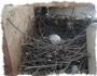 ¿Qué signos necesita recordar si una golondrina hizo un nido en una casa o bajo un techo?