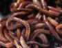 Selection of worms for breeding