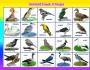Zugvögel: Wie interessant ist es, Kindern etwas über Vögel zu erzählen?