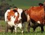 پرورش گاو به عنوان یک تجارت: سودآوری و بهره وری