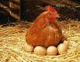 Cómo saber si una gallina está poniendo huevos o no