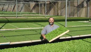 Unternehmen, die Grünpflanzen anbauen: Wie man es organisiert und zum Erfolg führt