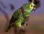 Farbige Papageien.  Arten von Papageien.  Beschreibungen, Namen und Merkmale von Papageien.  Charakter, Gewohnheiten, Lernfähigkeit