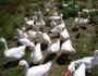 Breeding geese as a business - profitable or not